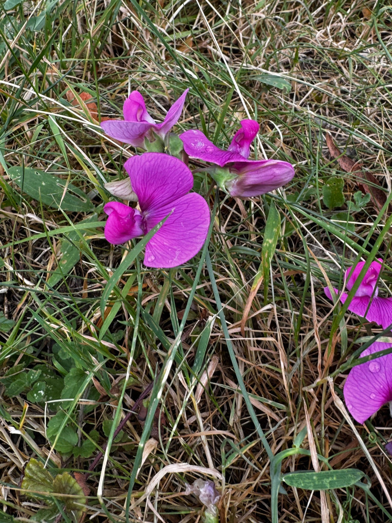 Breedbladige zoete erwt — foto 2 van 16