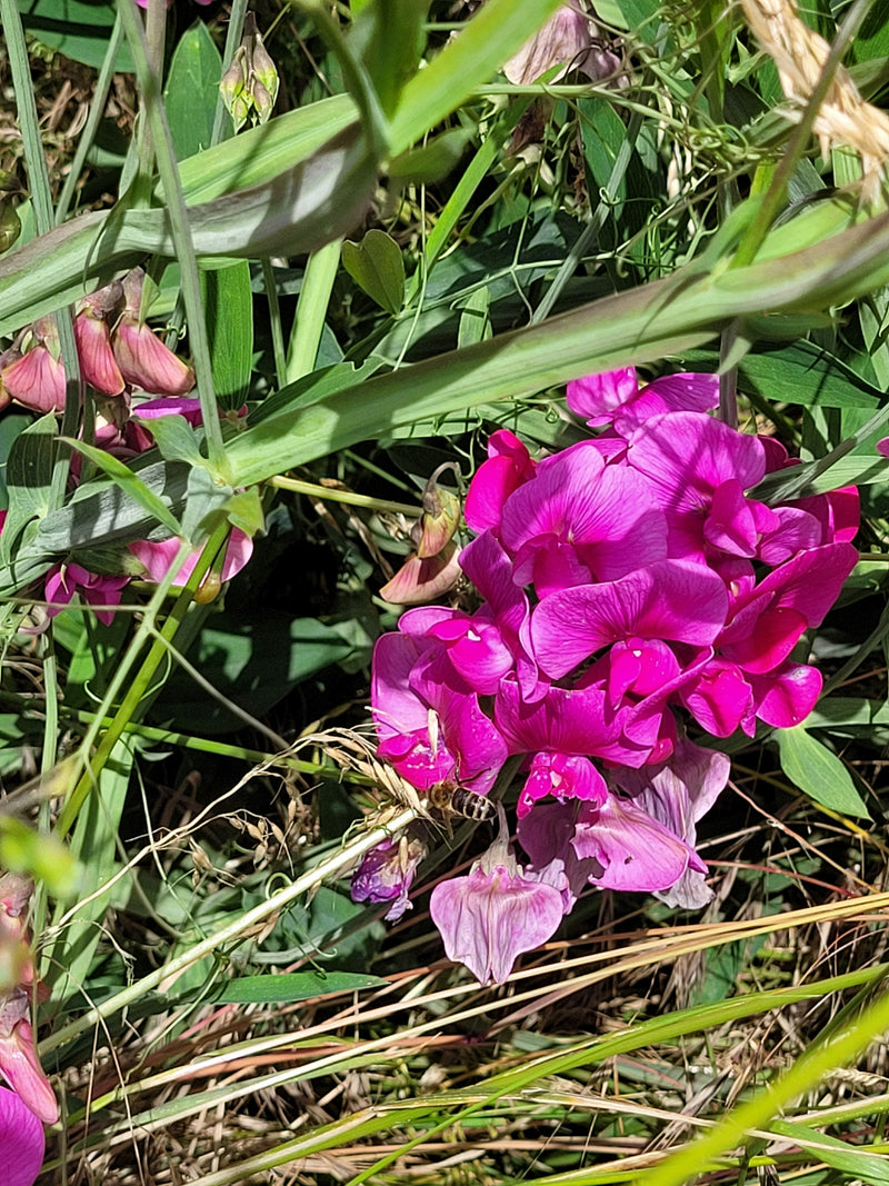 Breedbladige zoete erwt — Bild 1
