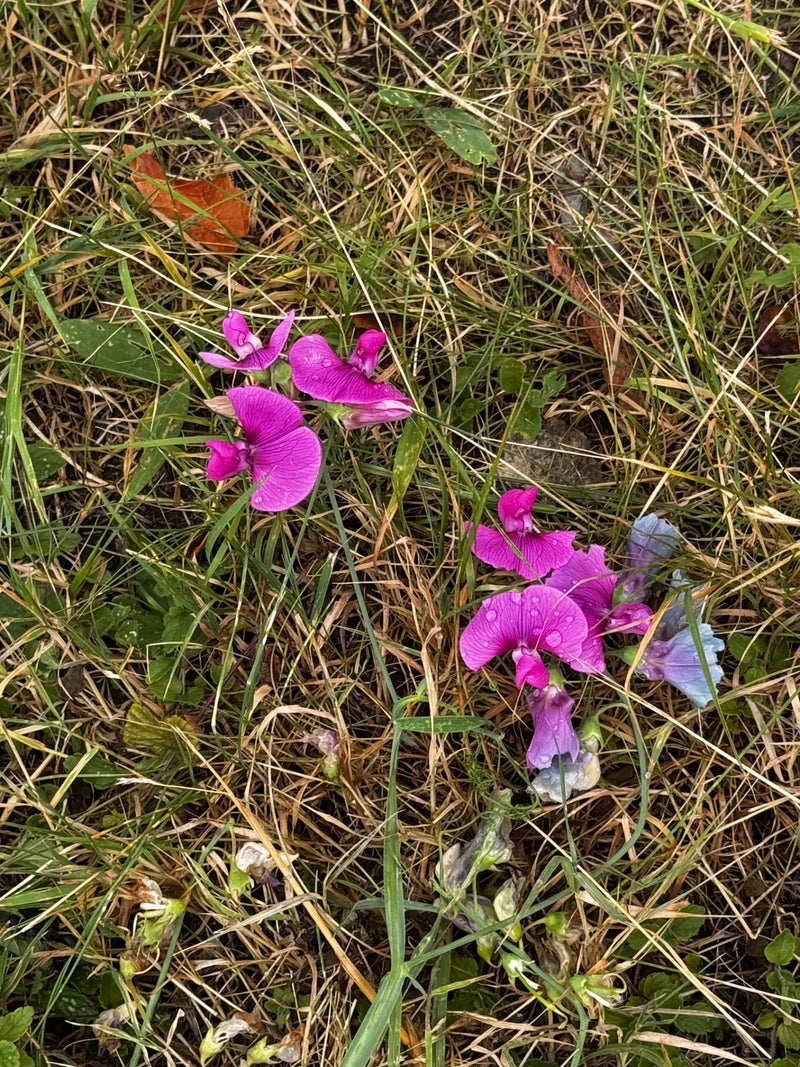 Breedbladige zoete erwt — foto 1 van 16