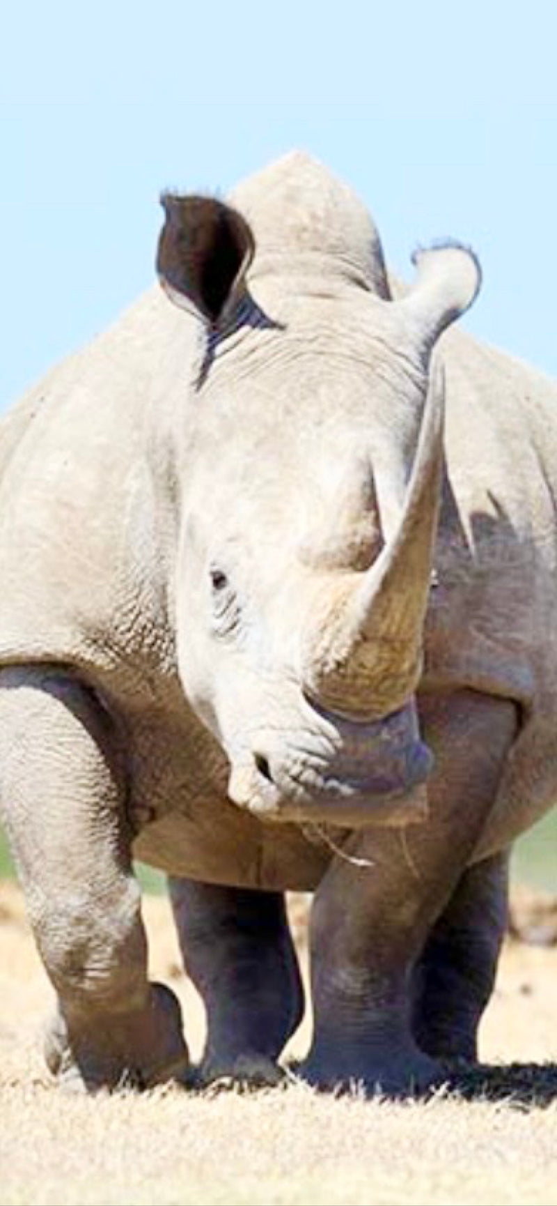 Breitmaulnashorn — foto 1 van 1