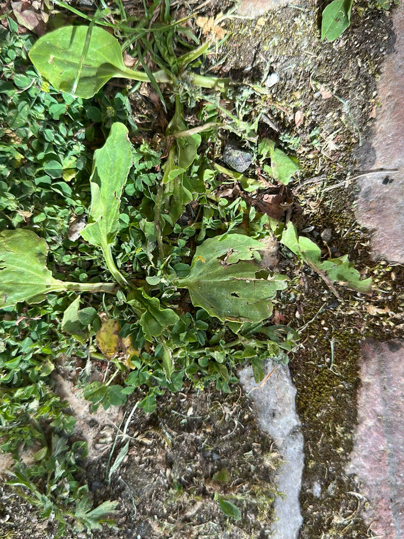 De afbeelding toont de typische brede bladeren van de grote weegbree die dicht bij de grond groeien. De plant bevindt zich in een omgeving met kleine stenen ...