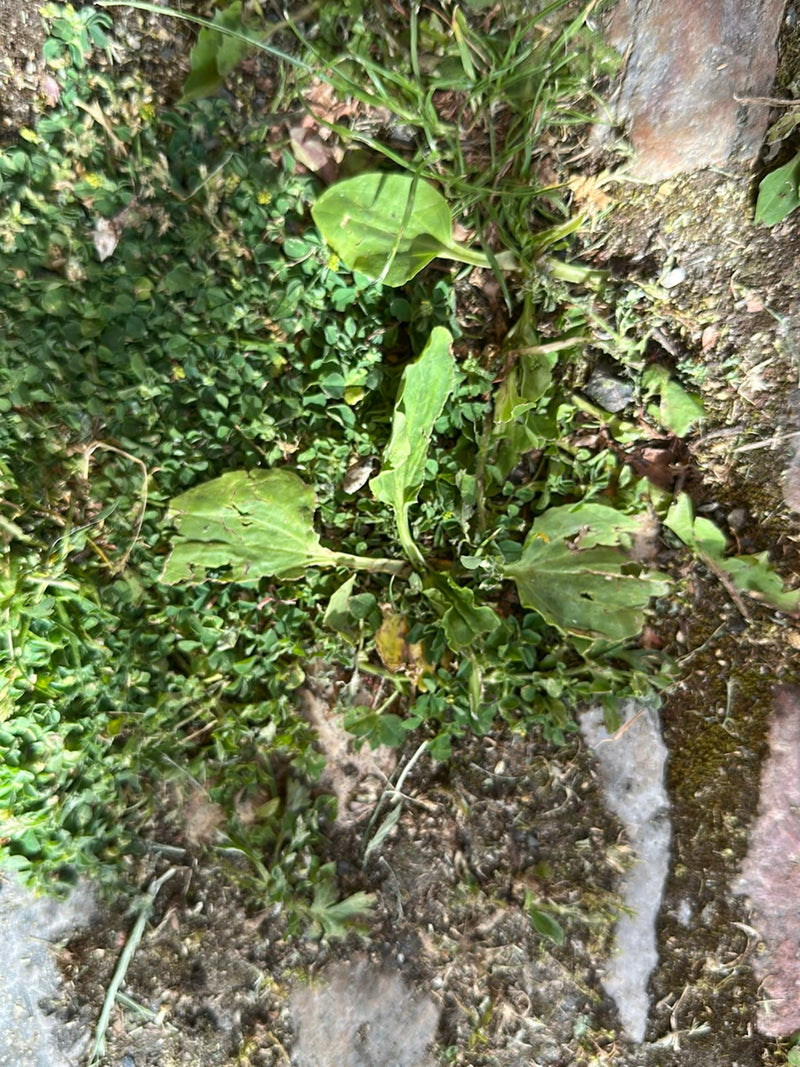 Te zien is een grote weegbree met zijn typische brede bladeren in een rozet vlak bij de grond. De plant groeit op een ondergrond van aarde en stenen.