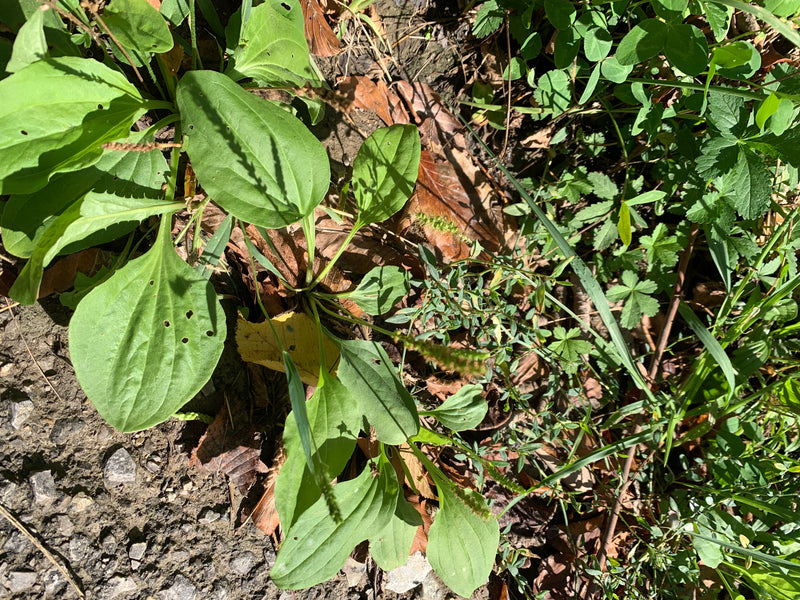 De afbeelding toont een grote weegbree plant met zijn kenmerkende brede groene bladeren en oprechte bloeiwijzen. Hij groeit op een natuurlijke ondergrond van...