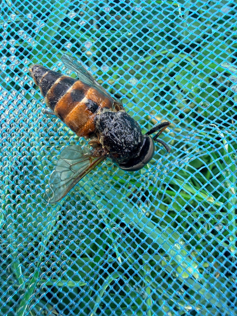 De afbeelding toont een daas rustend op een blauw plastic net. De kenmerkende grote samengestelde ogen en het gedrongen lichaam zijn goed zichtbaar.