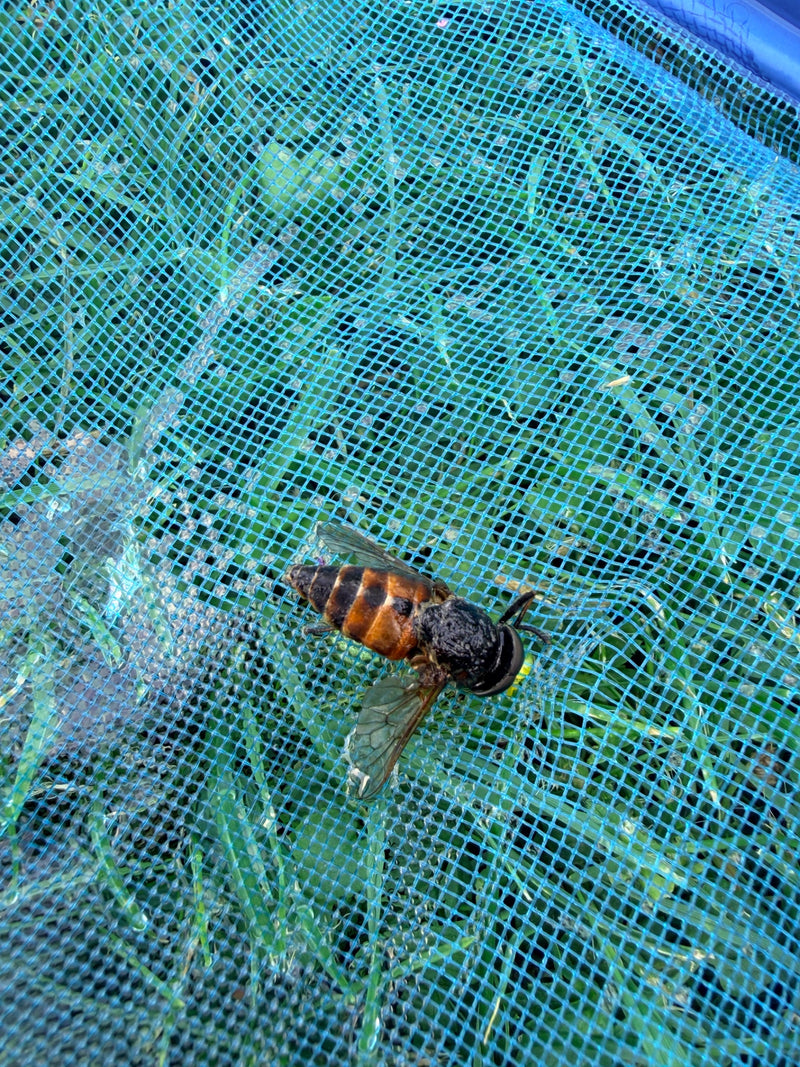 De afbeelding toont een daas rustend op een blauw net boven groen gras. Het top-down overzicht toont het insect duidelijk met zijn kenmerkende eigenschappen.