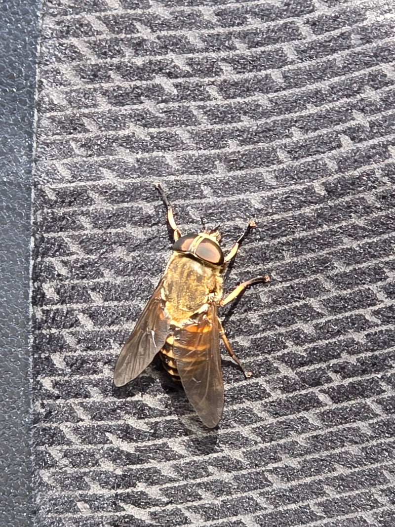 De afbeelding toont een daas rustend op een gestructureerd oppervlak. Het insect vertoont zijn kenmerkende grote ogen en doorzichtige vleugels.
