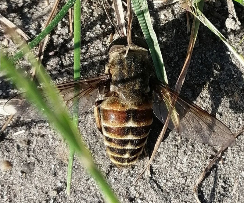 Een daas is van bovenaf gefotograaf terwijl deze rust op zandgrond tussen sprietjes gras. De kenmerkende vleugels en het patroon op het achterlijf zijn goed ...