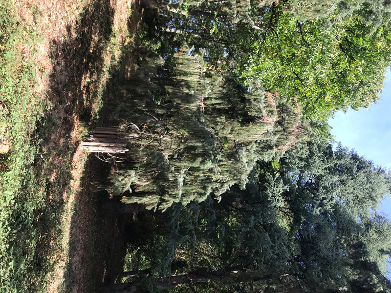 Brewers-Fichte — foto 1 van 4