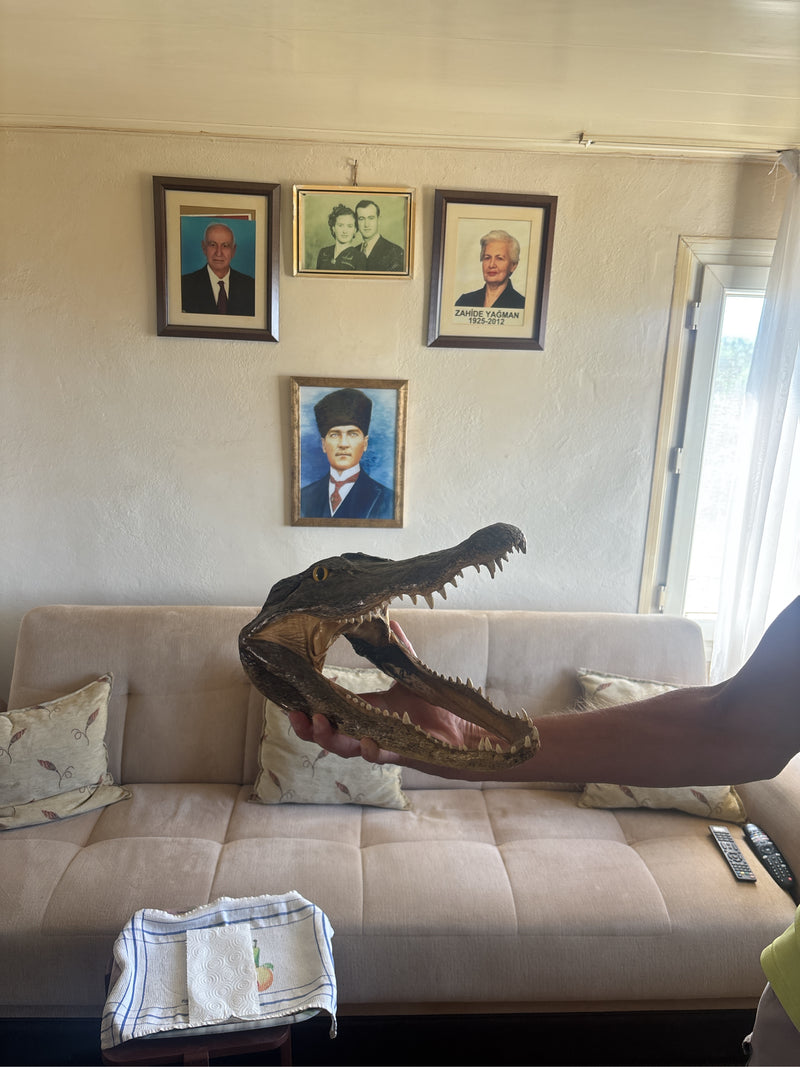 Gebrilde kaaiman — Bild 2