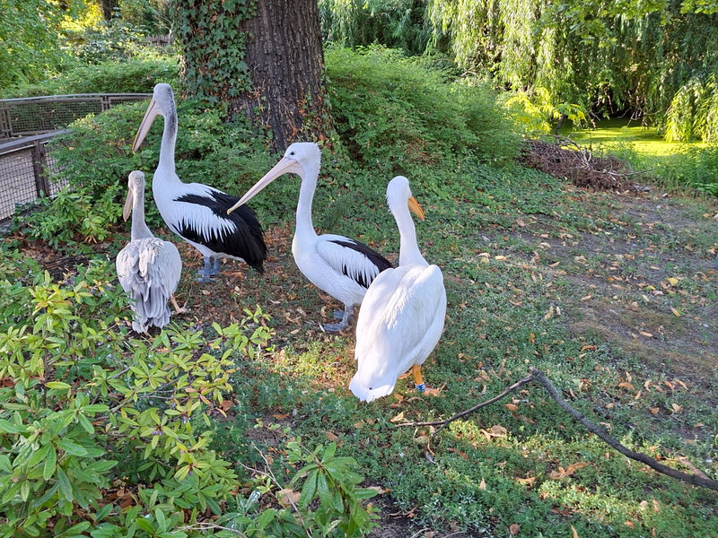 Bril Nelican — foto 1 van 1