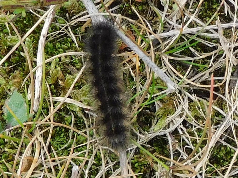 Bramenmot — Bild 1