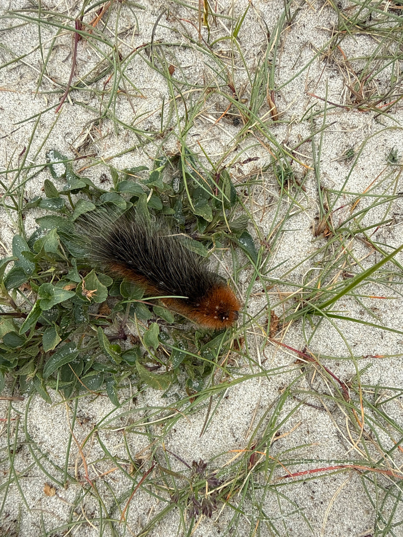 De afbeelding toont een bruin-zwarte harige rups van de veenrumpspinner. Deze zit op een zandige bodem tussen schaarse vegetatie.