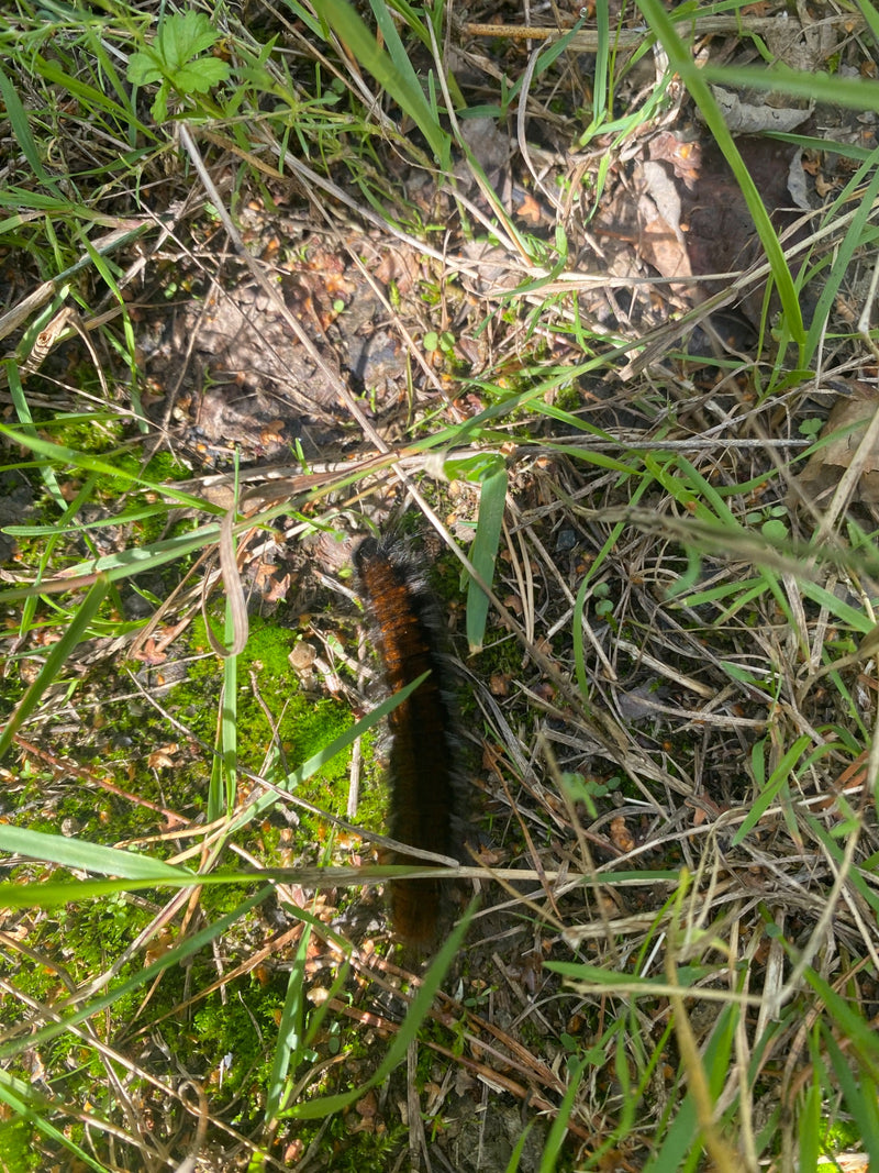 Een rups van de brombeervlinder kruipt over de begroeide grond. Hij beweegt zich door gras en mos.