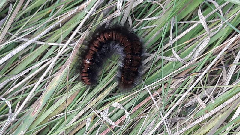 Een harige rups van de braamvlinder ligt opgerold in groen en droog gras.
