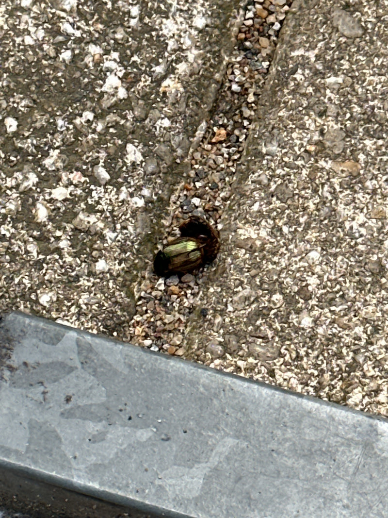 Een goudhaan zit op een lichte stenen ondergrond. Het insect is van boven te zien.