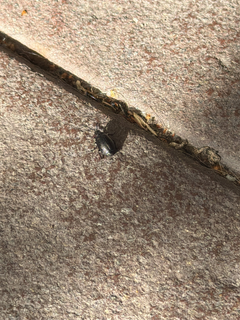 Een bladkever zit op een stenen ondergrond nabij een voeg. Het insect is goed zichtbaar op de grond.