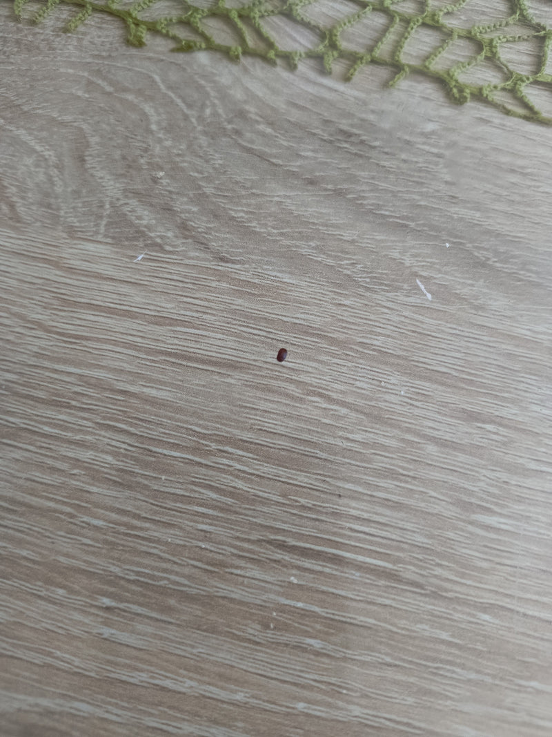 Een minuscuul, bruinachtig kevertje rust op een licht houten oppervlak. De foto is van bovenaf en van afstand genomen.