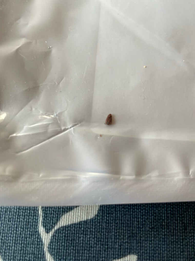 Een zeer kleine bruine kever rust op een wit plastic oppervlak.