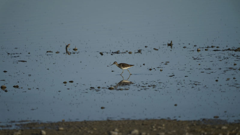 Houten strandloper — Bild 1