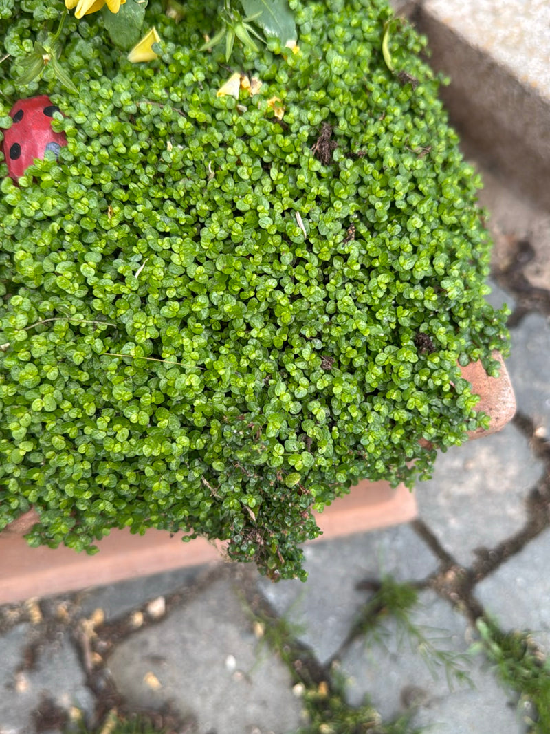 kortgeknipt haar — Bild 1