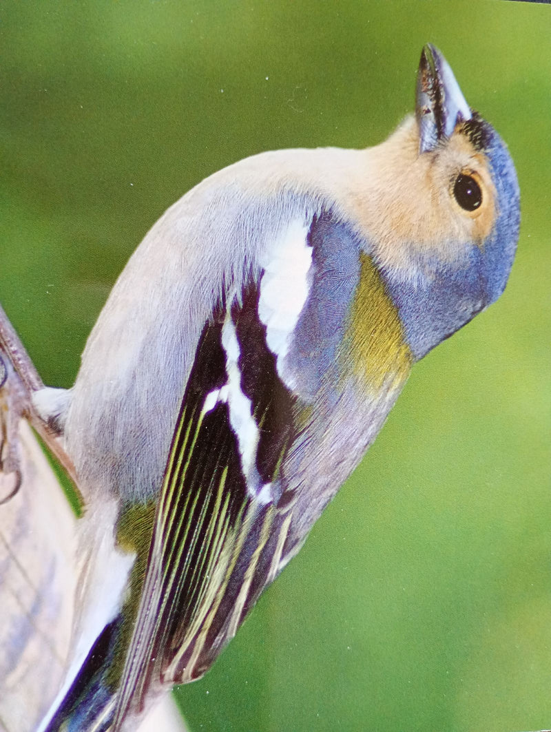 Vink — Bild 1