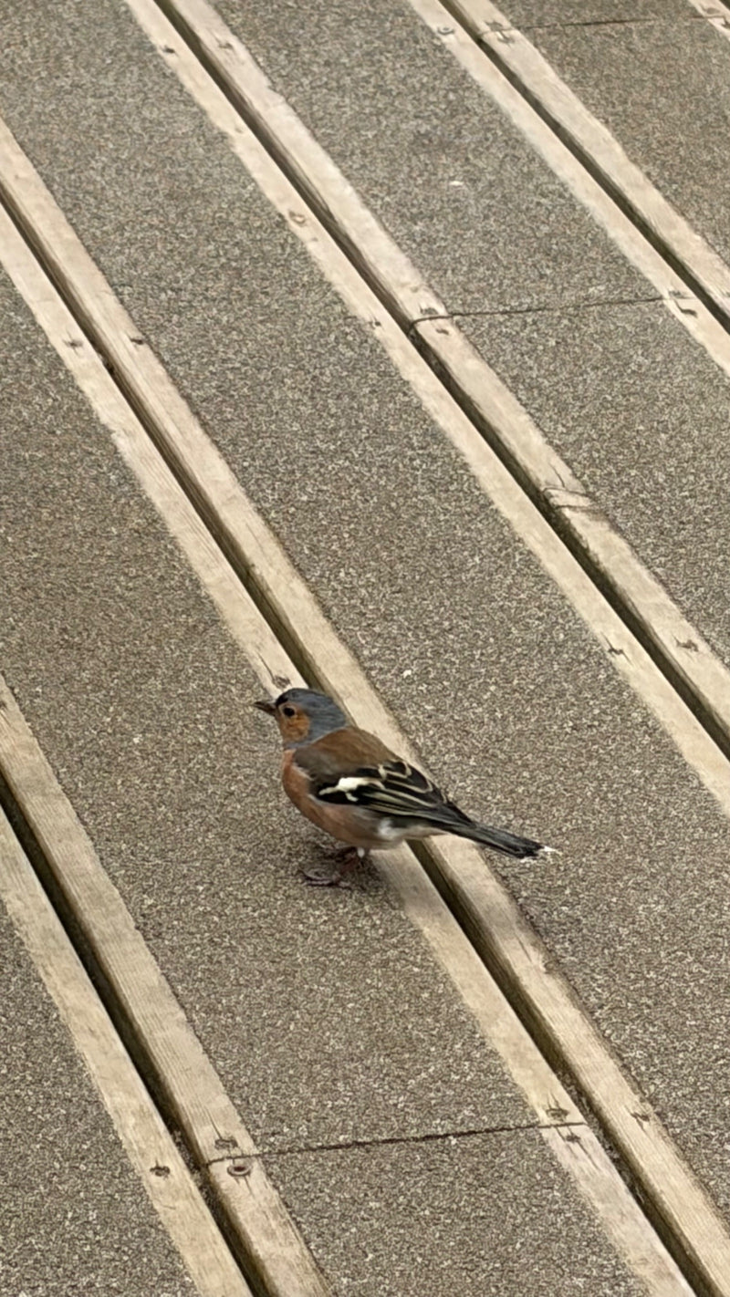 Een vink staat op een gestructureerde houten vloer. De vogel kijkt naar links en laat zijn typische verenkleed zien.