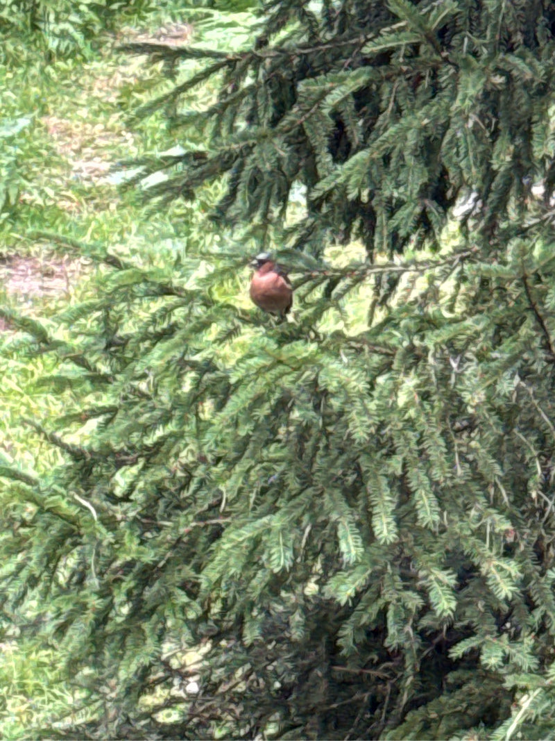 Een vink zit op de tak van een naaldboom. De vogels is duidelijk zichtbaar in zijn natuurlijke omgeving.