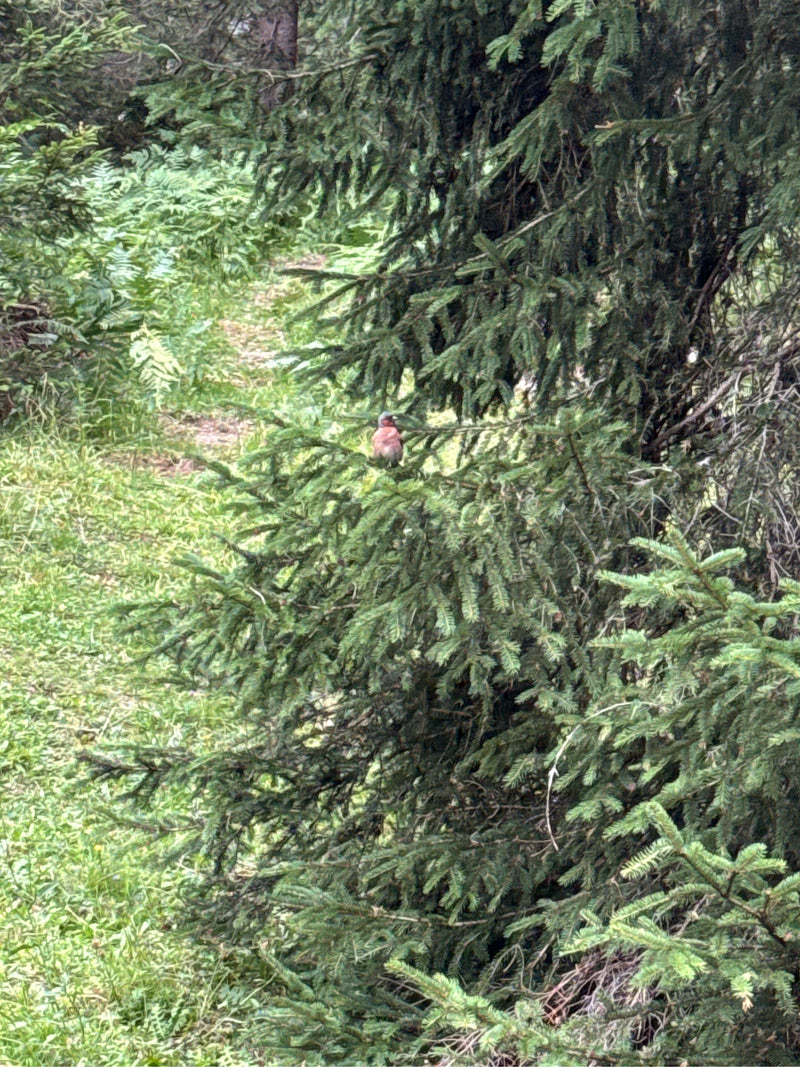 Vink — foto 1 van 17