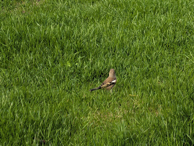 Een vink is van achteren te zien tussen dicht groen gras.