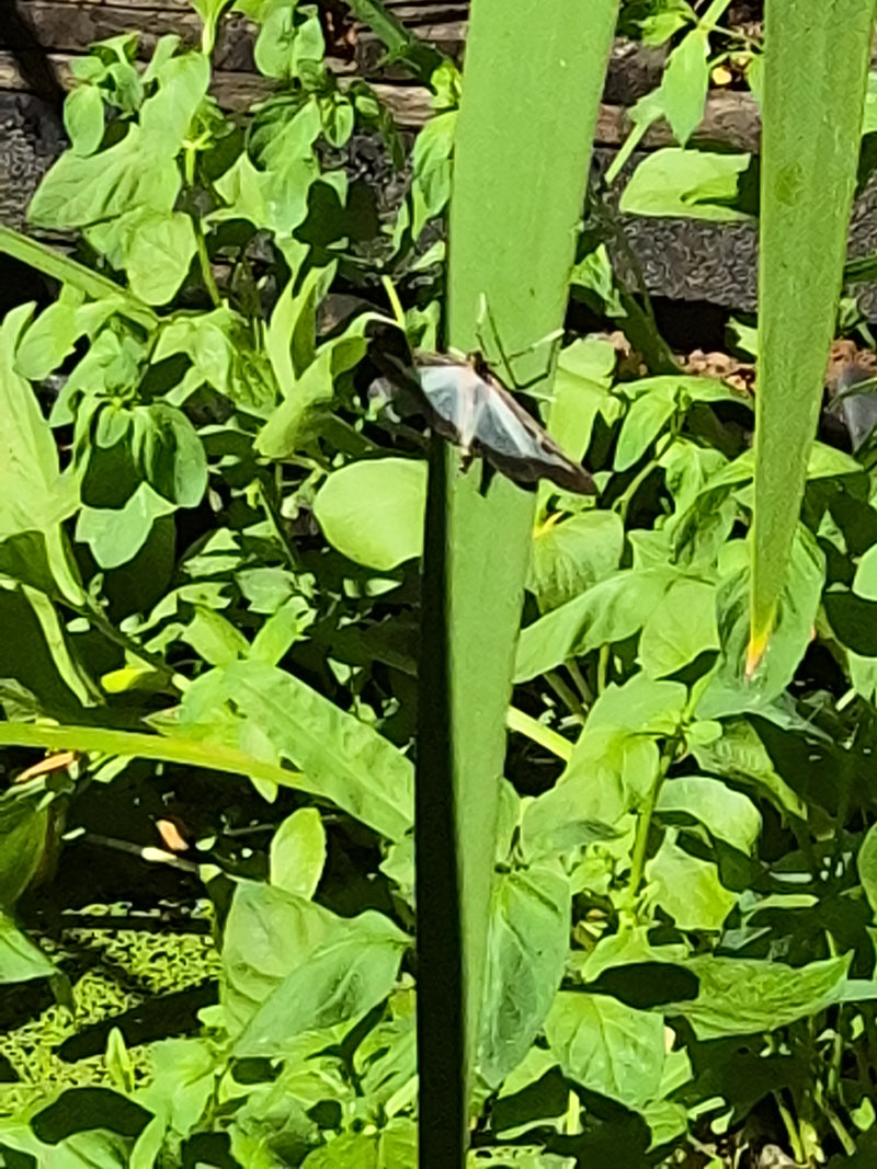 Een buxusmot zit op een groen plantenblad. Hij wordt omringd door dichte groene vegetatie.