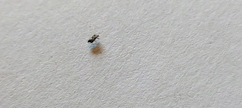 Een heel klein bochelvliegje zit op een licht, gestructureerd oppervlak. Het insect is erg klein in beeld.