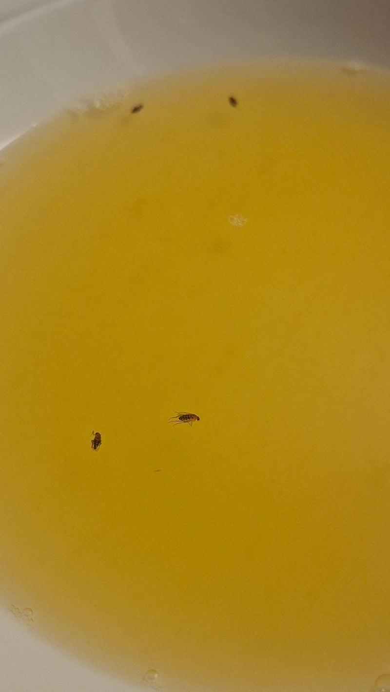 De afbeelding toont verschillende bochelvliegen die in een gele vloeistof drijven. Het kleine perspectief toont de insecten van boven.