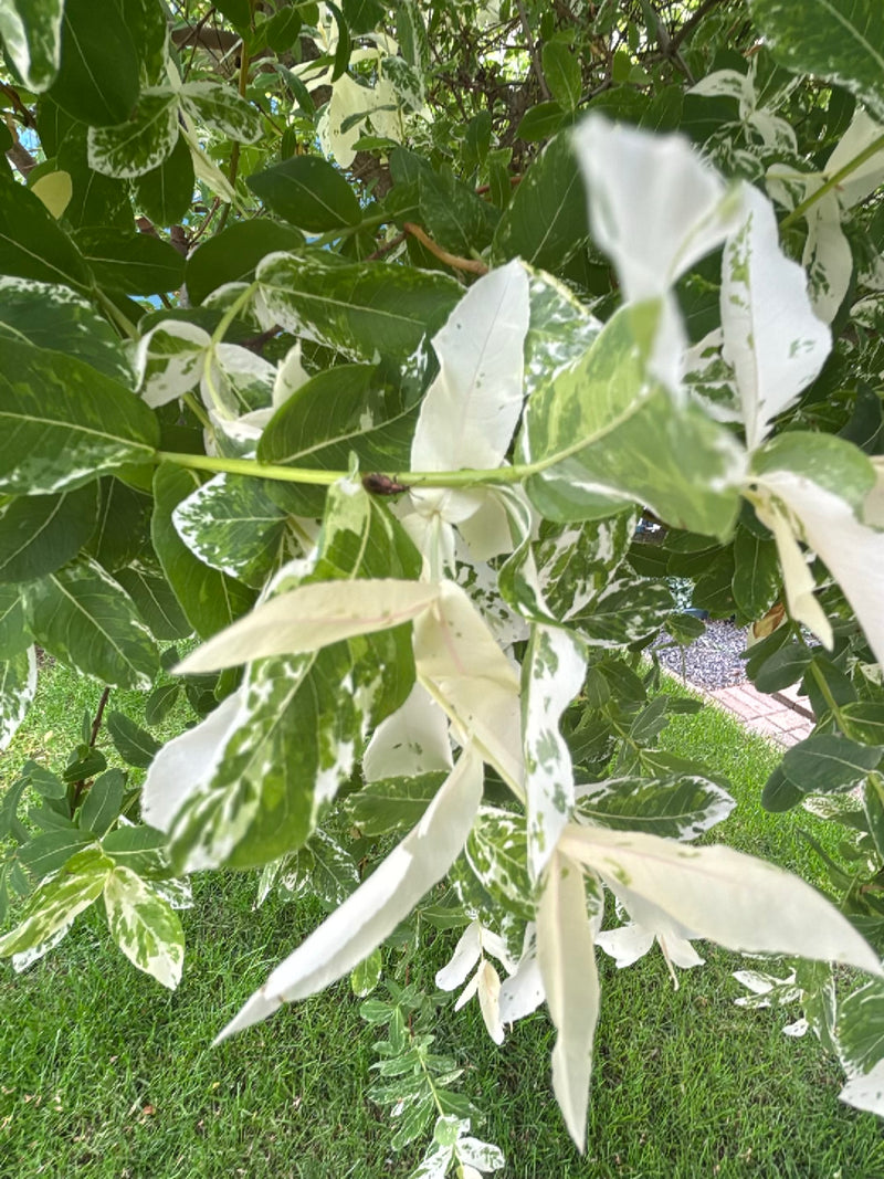 De typische geveerde bladeren van een gewone es zijn zichtbaar, hier met een zeldzame witbonte of gevlekte kleur. De foto toont de bladerrijke takken voor ee...