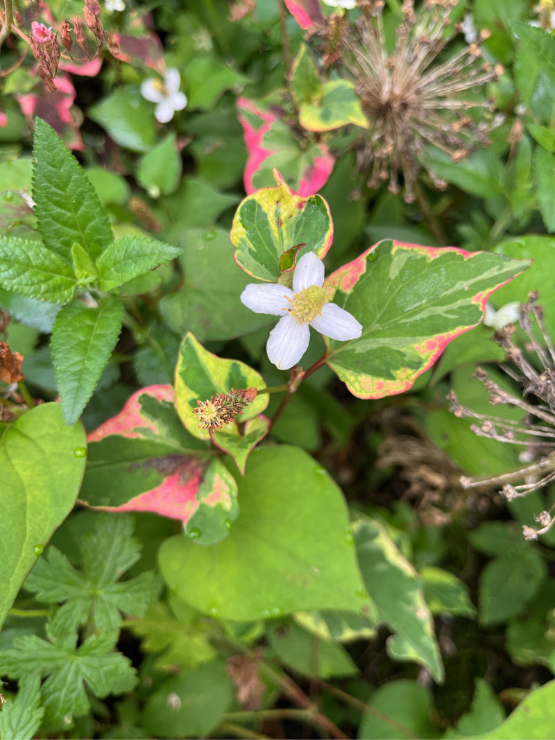 Bonte newttail — Bild 1