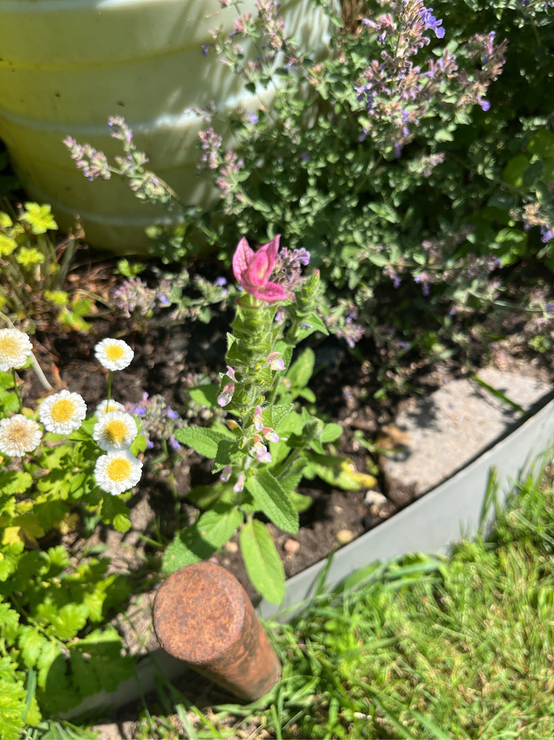Bonte salie — Bild 1