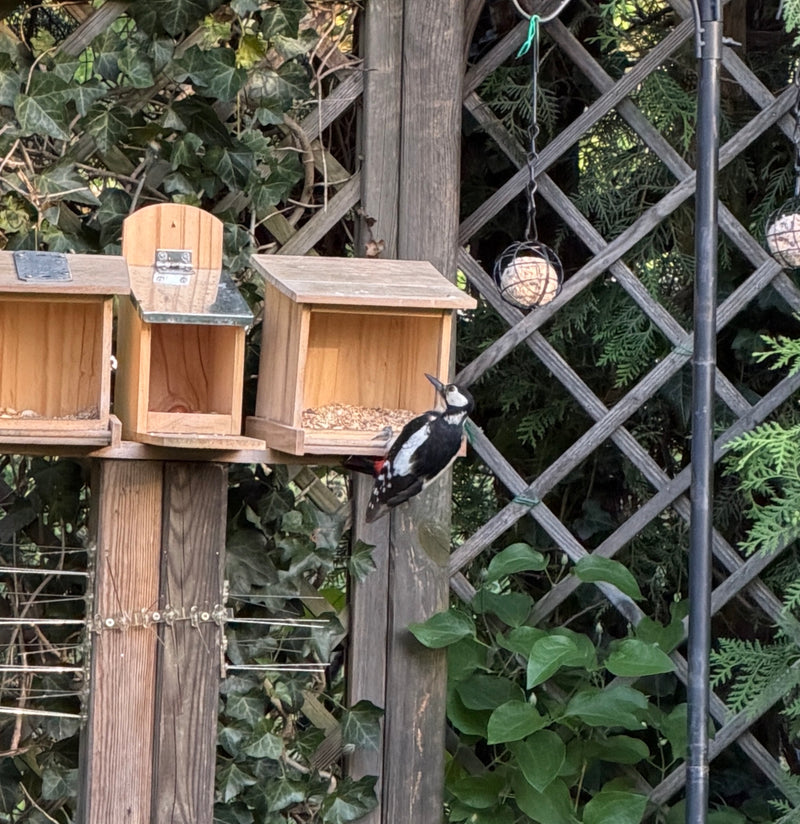 Een grote bonte specht zit op een houten voederhuisje in een tuin. Hedera en andere planten groeien op de achtergrond.