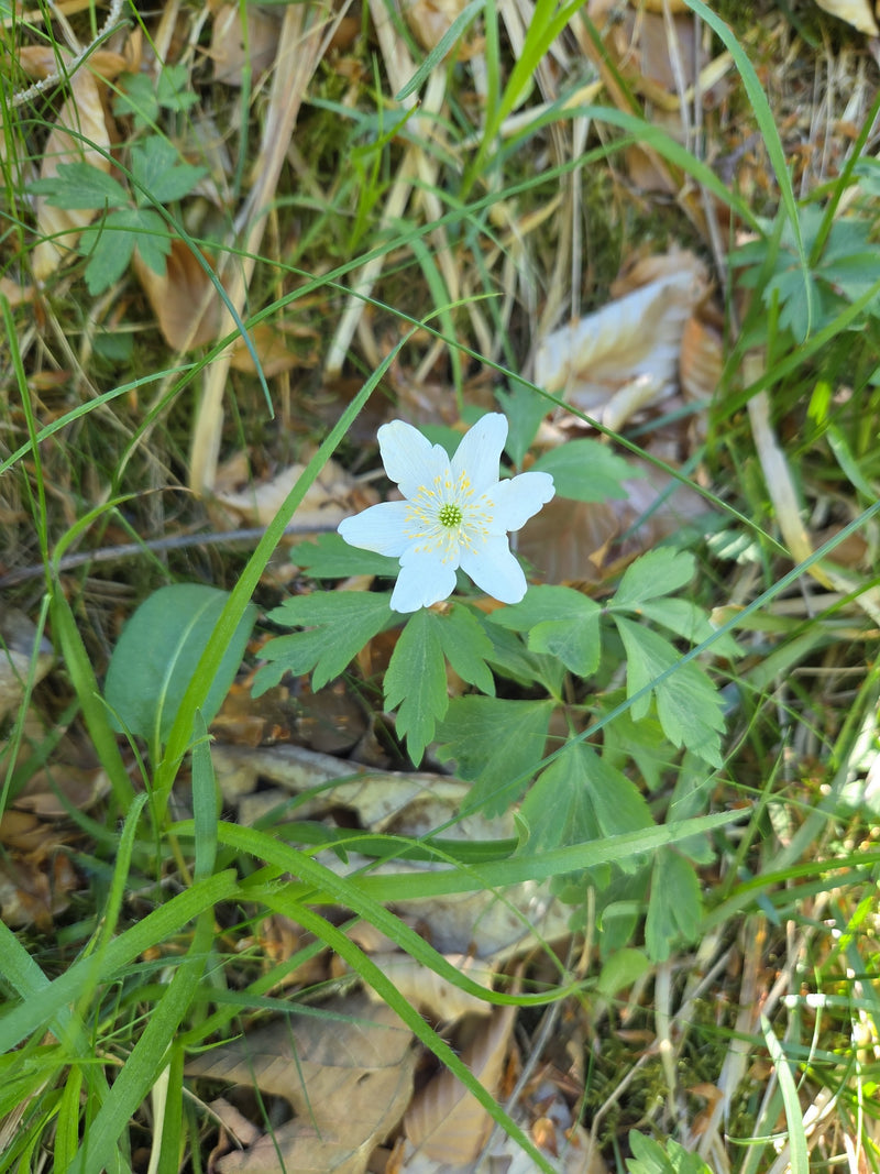 De afbeelding toont een witte bloem van de bosanemoon, omringd door groene bladeren en gras op de bosbodem.