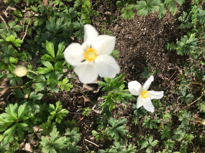 De afbeelding toont twee witte bosanemonen met gele harten die groeien op een bosbodem bedekt met groen loof. Het bovenaanzicht legt de planten vast in hun n...