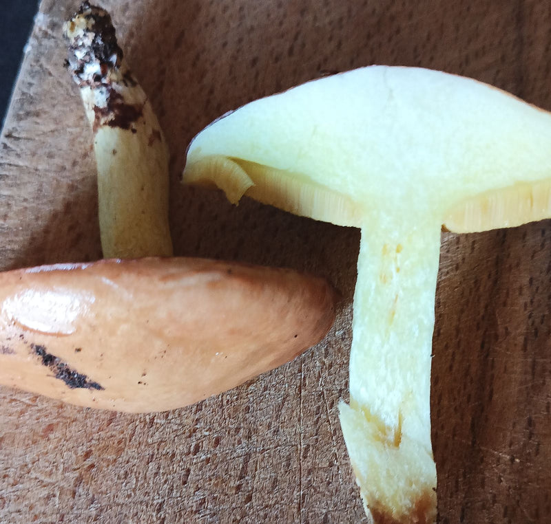 Butterpilz — Bild 2