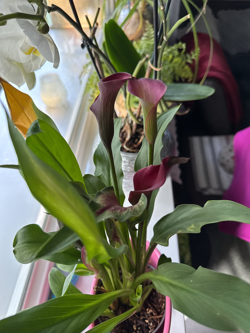 Calla lelie — Bild 1