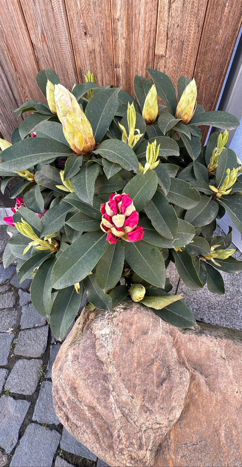 Catawba-rododendron — Bild 1
