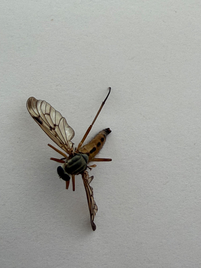 Chamäleon-Waffenfliege — Bild 2
