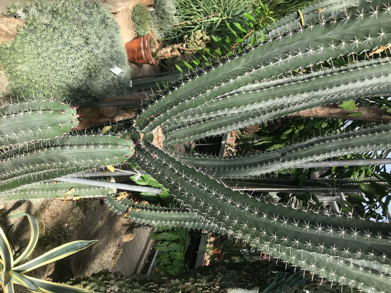 Chichipe-Kaktus — foto 2 van 2
