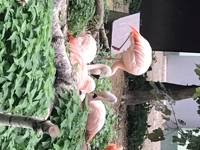 Chileflamingo — foto 2 van 2