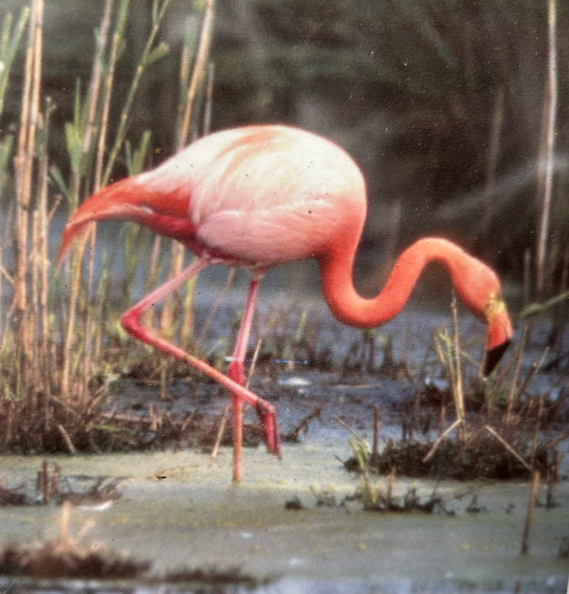 Chileflamingo — foto 1 van 2