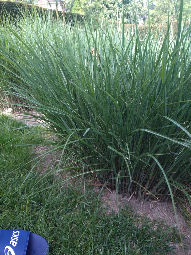Miscanthus — Bild 1