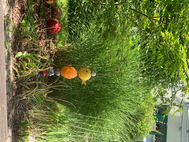 Een dichte pol Chinees prachtig gras is te zien in een tuingen met mulch en tuindecoratie. De lange, smalle stengels groeien bossig.