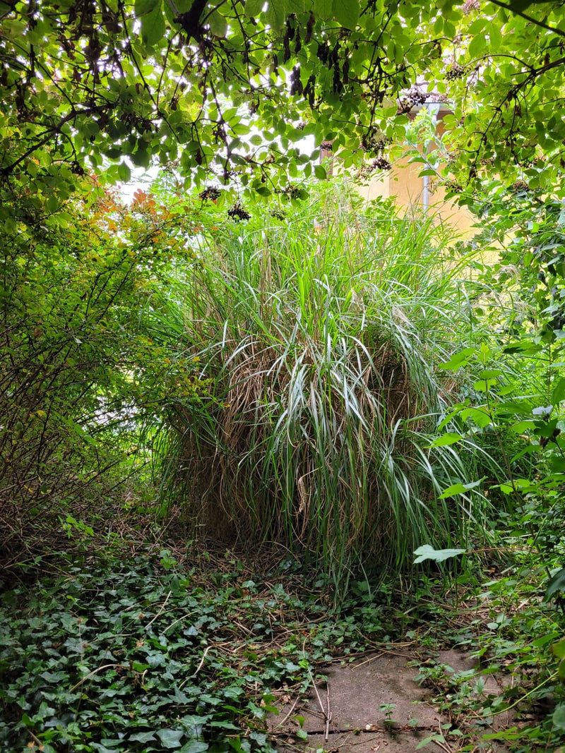 Een grote, bossige prachtriet is te zien in een tuin, omringd door struiken en bomen. De plant groeit op de grond te midden van groen.