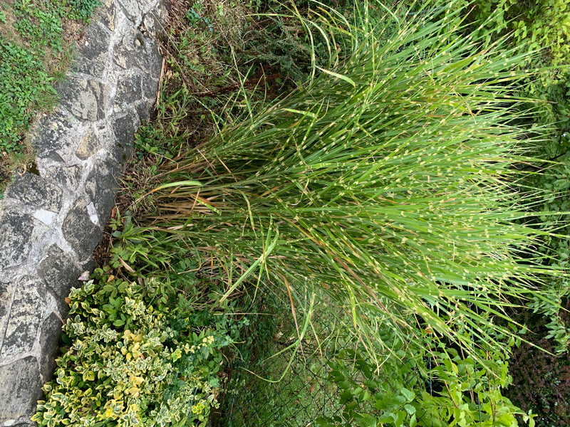 De afbeelding toont een grote plant van prachtriet die groeit in een tuin naast een stenen muur.