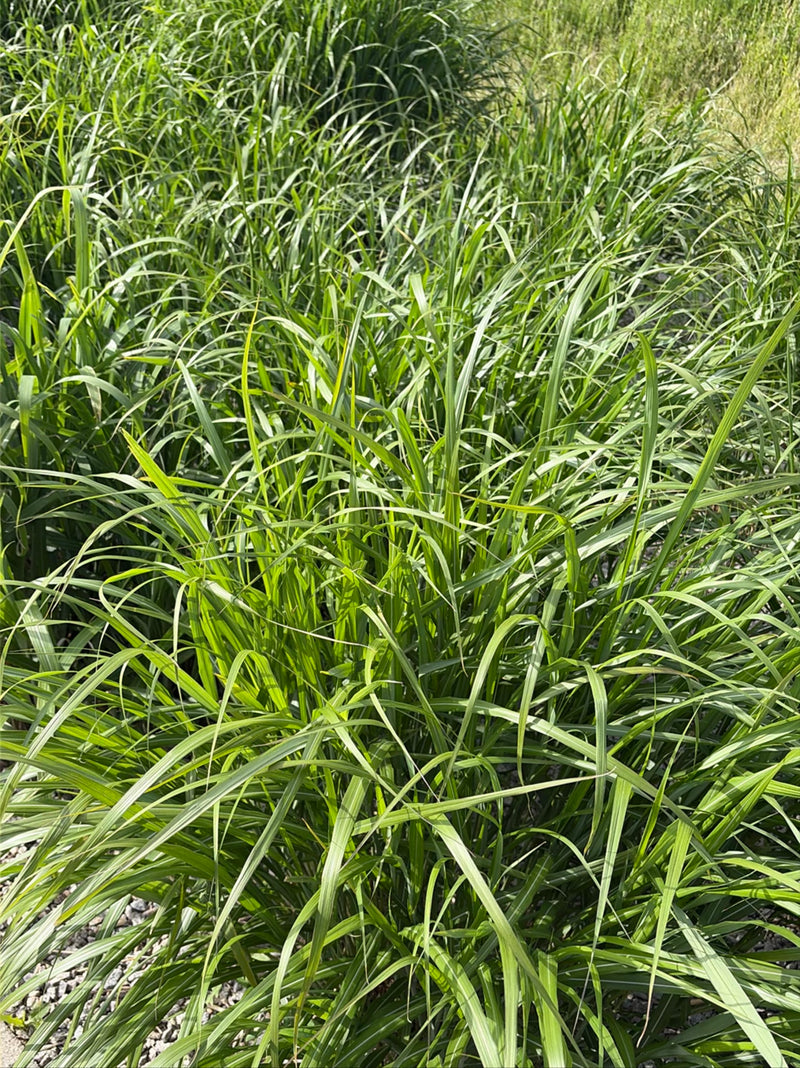De afbeelding zeigt een dichte stand van prachtriet met zijn karakteristieke lange groene bladeren. De plant groeit in een natuurlijke omgeving.